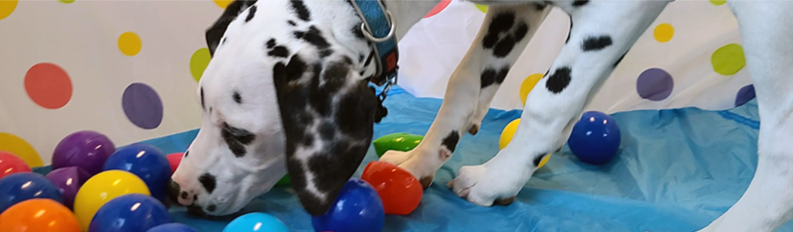 A Dalmatian (Dog) Playing with Colorful Balls